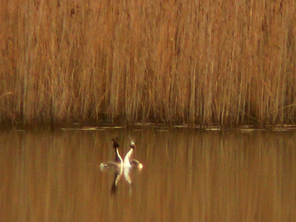 Parade Grèbes huppés 3